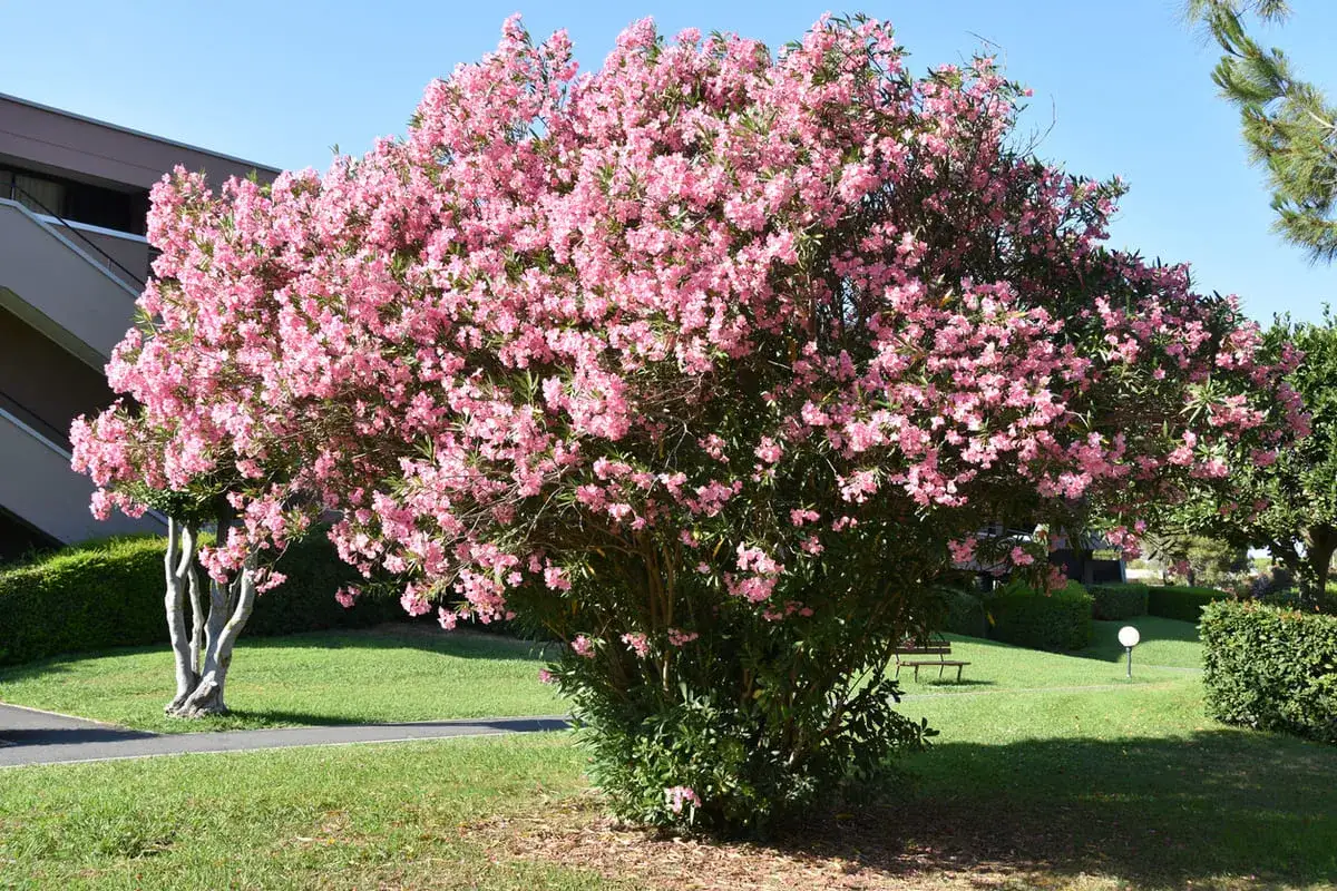 Un arbuste de laurier rose en pleine floraison, avec ses grappes de fleurs roses vives, se dresse fièrement dans un jardin verdoyant.