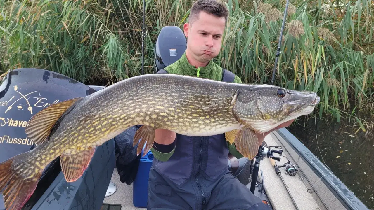 Ein Angler pr&auml;sentiert stolz einen gro&szlig;en Hecht, gefangen in der Havel. Tolle Havel angeln tipps f&uuml;r erfolgreiche Ausfl&uuml;ge!