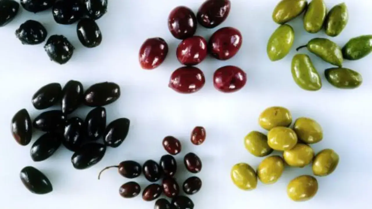 Variedad de clases de aceitunas para comer: negras, moradas y verdes, dispuestas en grupos sobre fondo blanco.