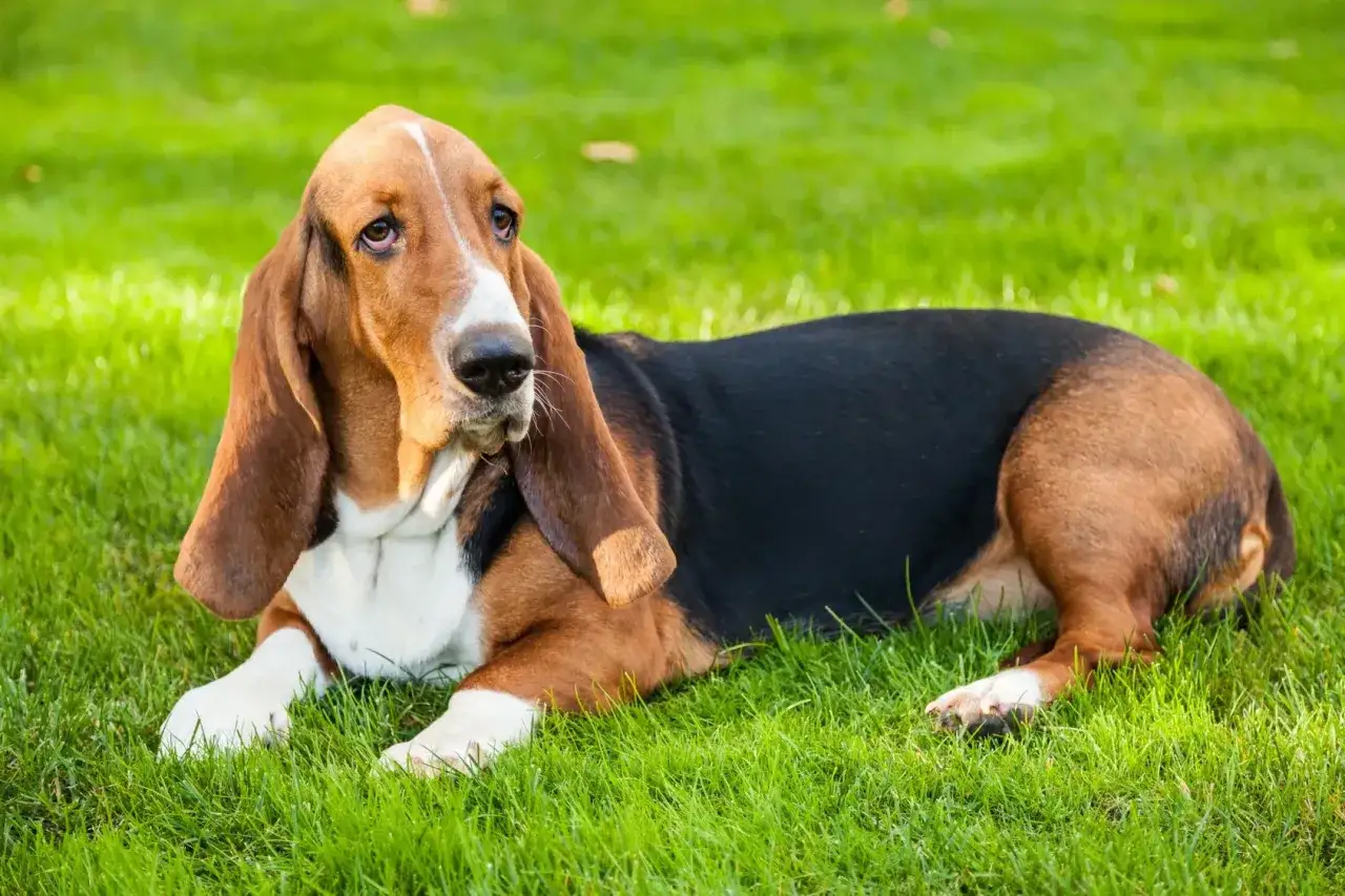 Un adorabile basset hound con lunghe orecchie marroni riposa sull'erba verde, con un'espressione dolce e un po' malinconica.
