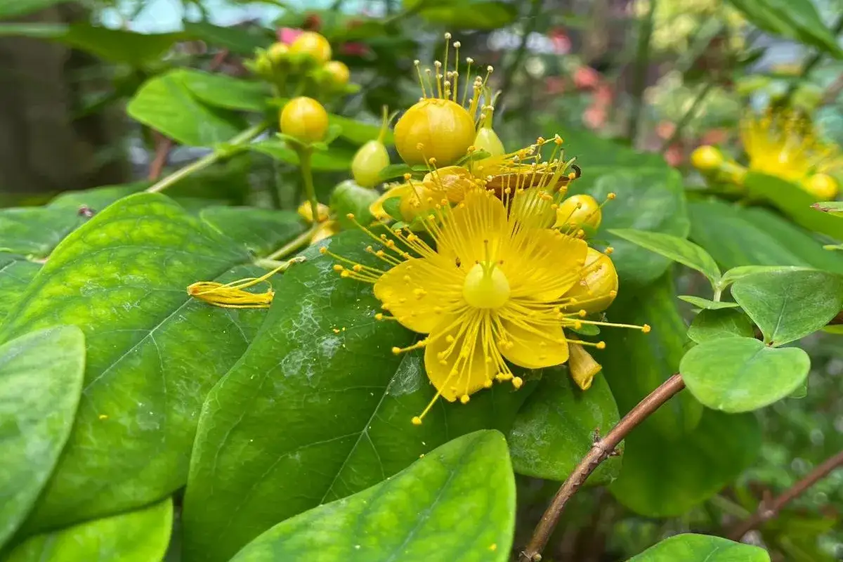 Fiori iperico gialli brillanti con stami dorati su foglie verdi.