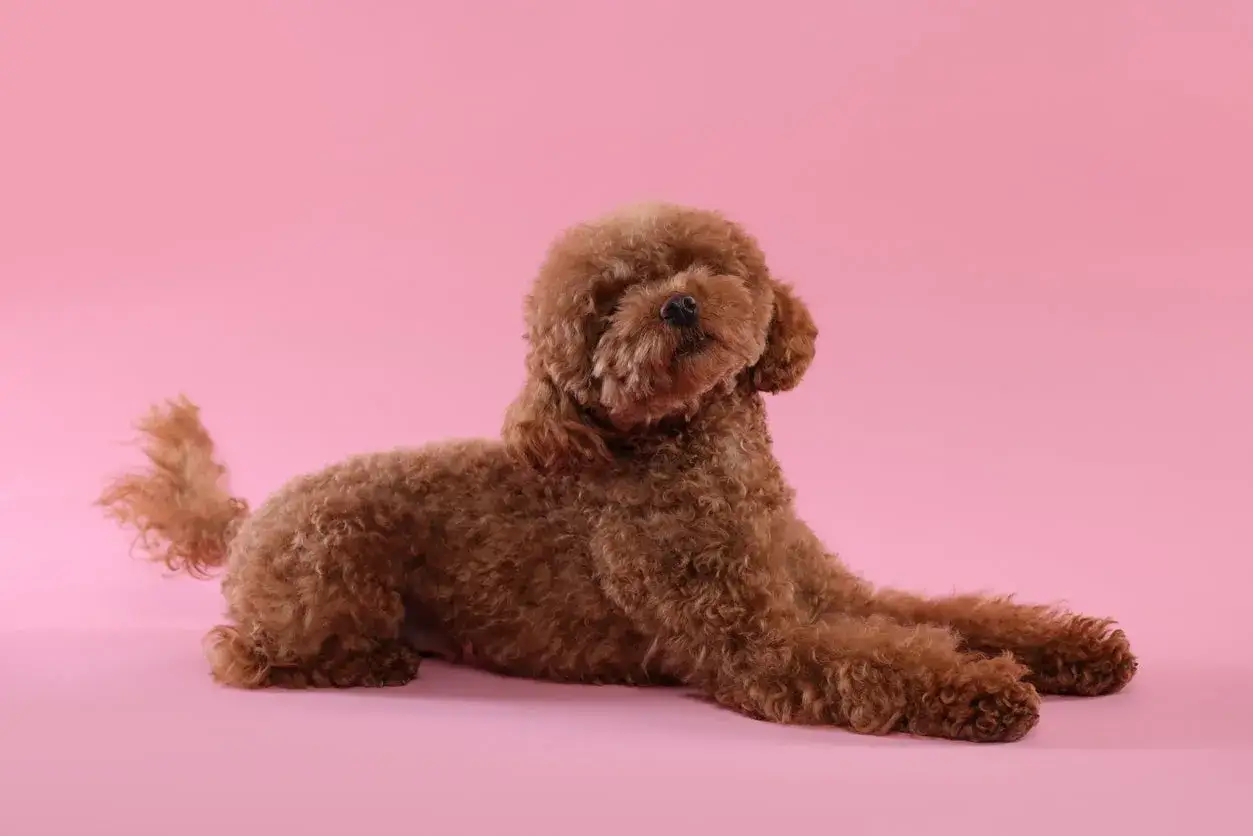 Caniche marrón, un ejemplo de los tipos de caniches tamaños, descansa sobre fondo rosa.