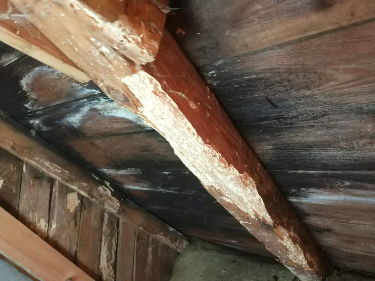Drewniana belka z widocznymi śladami żerowania kornika. Zastanawiasz się, jak pozbyć się kornika z belki?