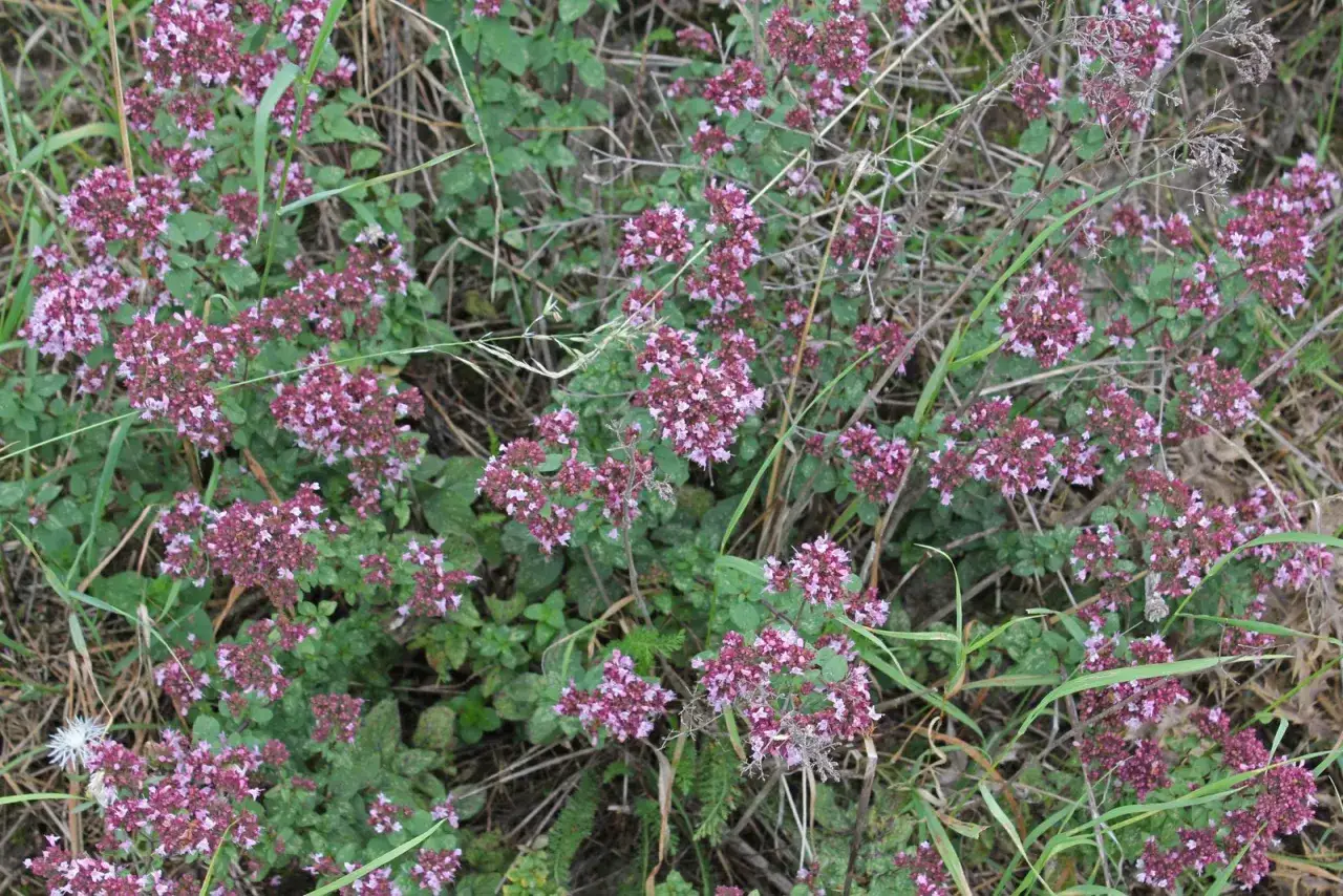 Ein Feld voller wilder Dost-Blüten in zarten Lila-Tönen, umgeben von grünem Laub und Gräsern.