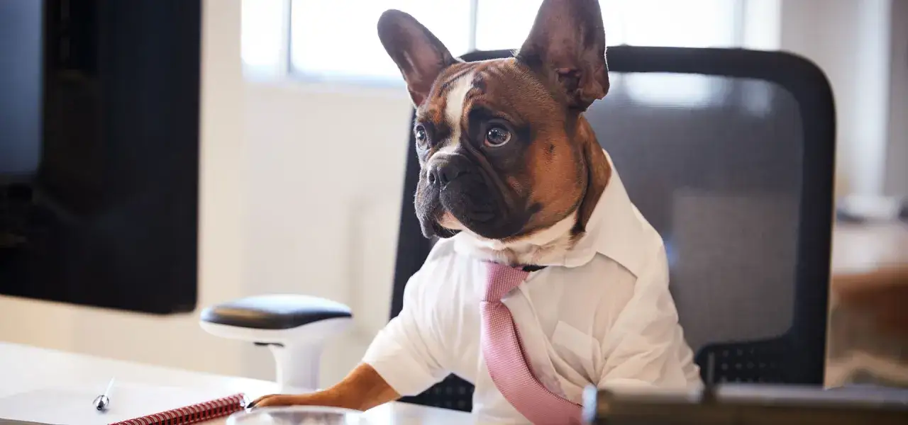 Ein French Bulldog sitzt im Büro, trägt ein Hemd und eine Krawatte. Dieser Hund am Arbeitsplatz scheint über seine nächste Aufgabe nachzudenken.