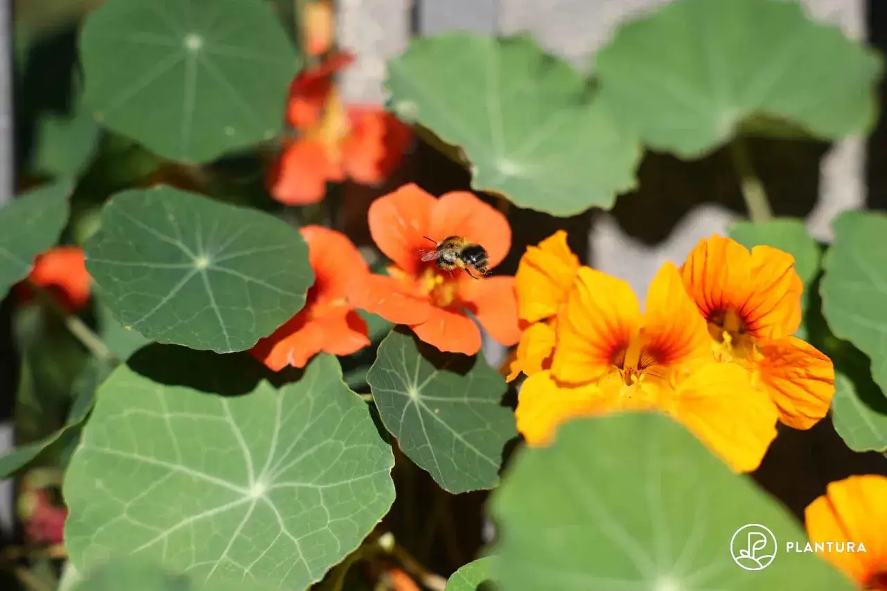 Eine Biene sammelt Nektar auf einer leuchtend orangen Kapuzinerkresseblüte. Diese Blüten sind eine tolle Zutat für ein würziges Kapuzinerkresse Pesto.