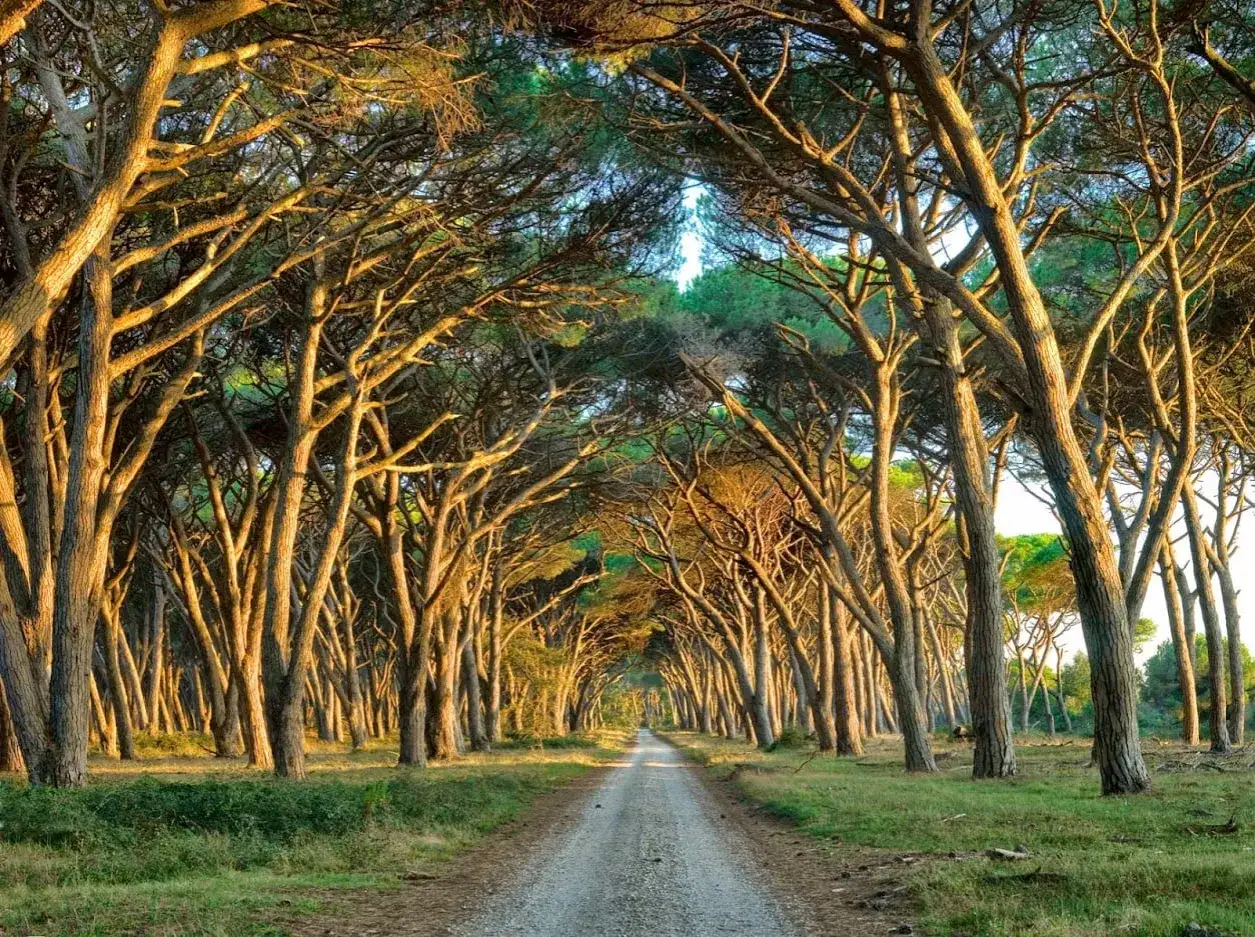 Viale di pini illuminato dal sole, con un leggero san rossore che tinge i tronchi. Un sentiero si snoda tra gli alberi.