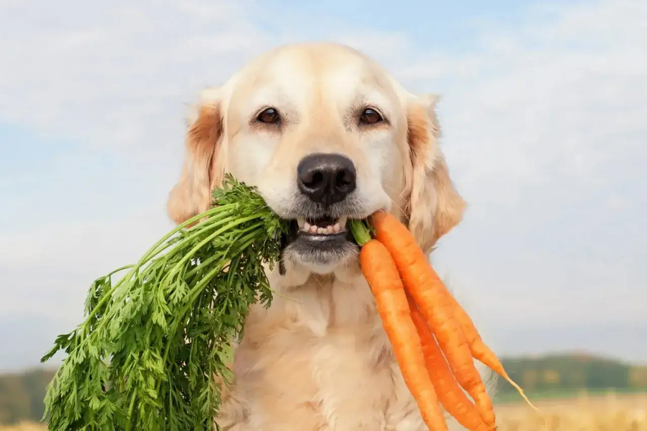 Golden retriever con zanahorias en la boca, demostrando que s&iacute;, que verduras pueden comer los perros.
