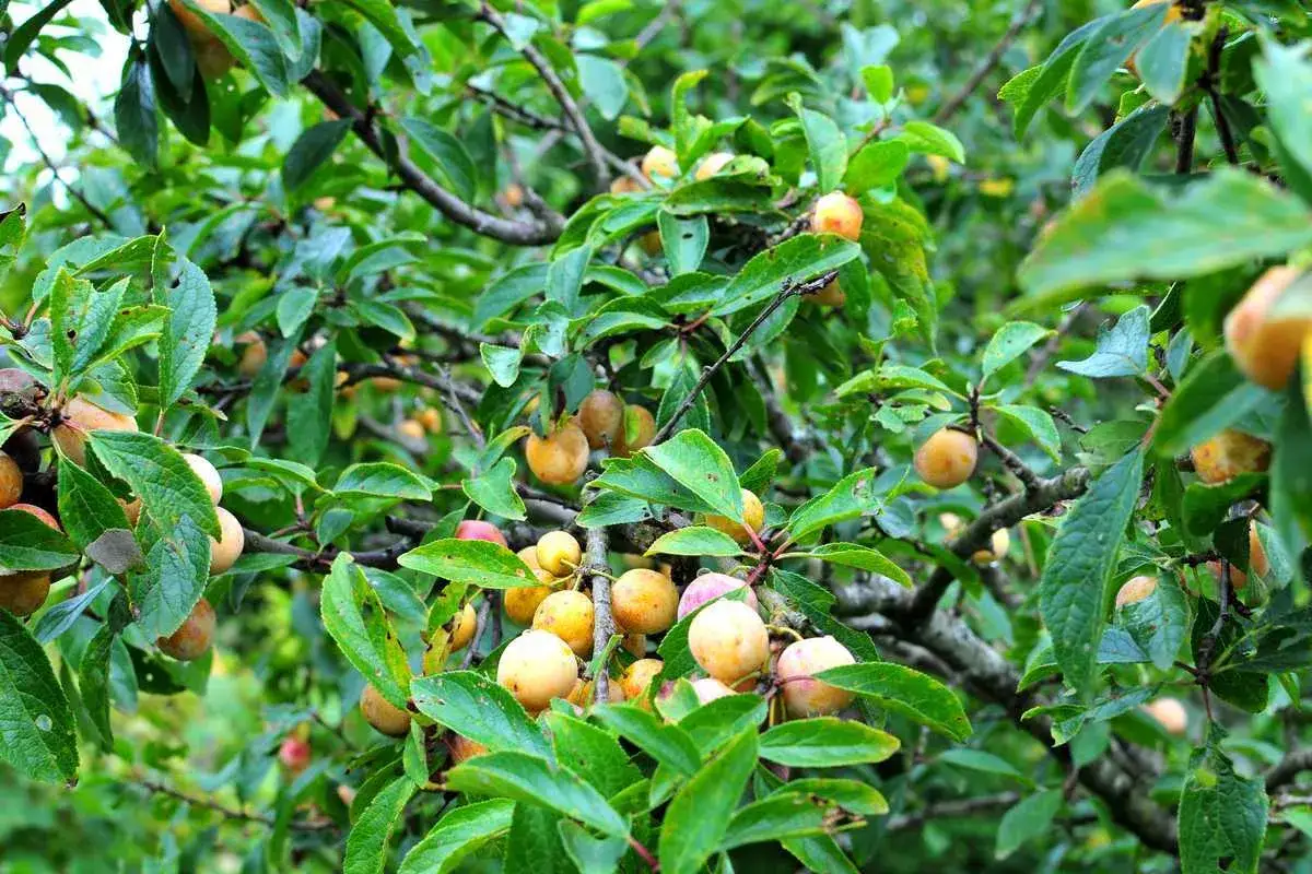 Mirabellier chargé de fruits, certains semblent affectés par une maladie. Les prunes jaunes et orangées sont mûres, mais leur aspect suggère une maladie du mirabellier.