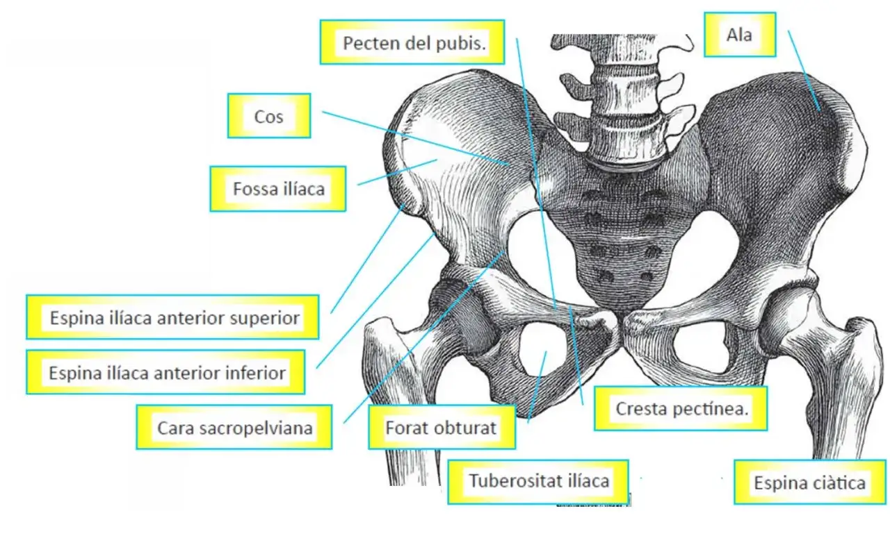 Anatom&iacute;a de la pelvis humana, mostrando huesos como el ilion y el pubis. Las curvas de la pelvis, a veces llamadas 