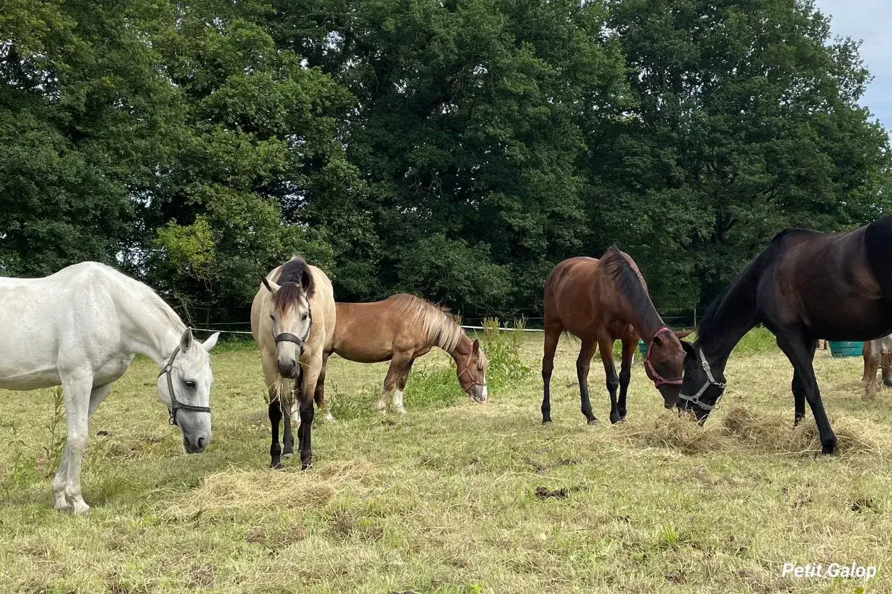 Un groupe de chevaux, dont un magnifique cheval sauvage, broutent paisiblement dans un pré verdoyant, sous un ciel nuageux.