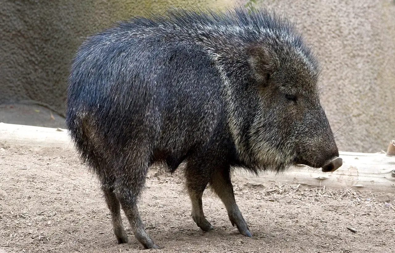 Un cochon sauvage d'Amérique, un pécari, se tient sur un sol sablonneux, son pelage épais et hérissé contrastant avec le fond rocheux.