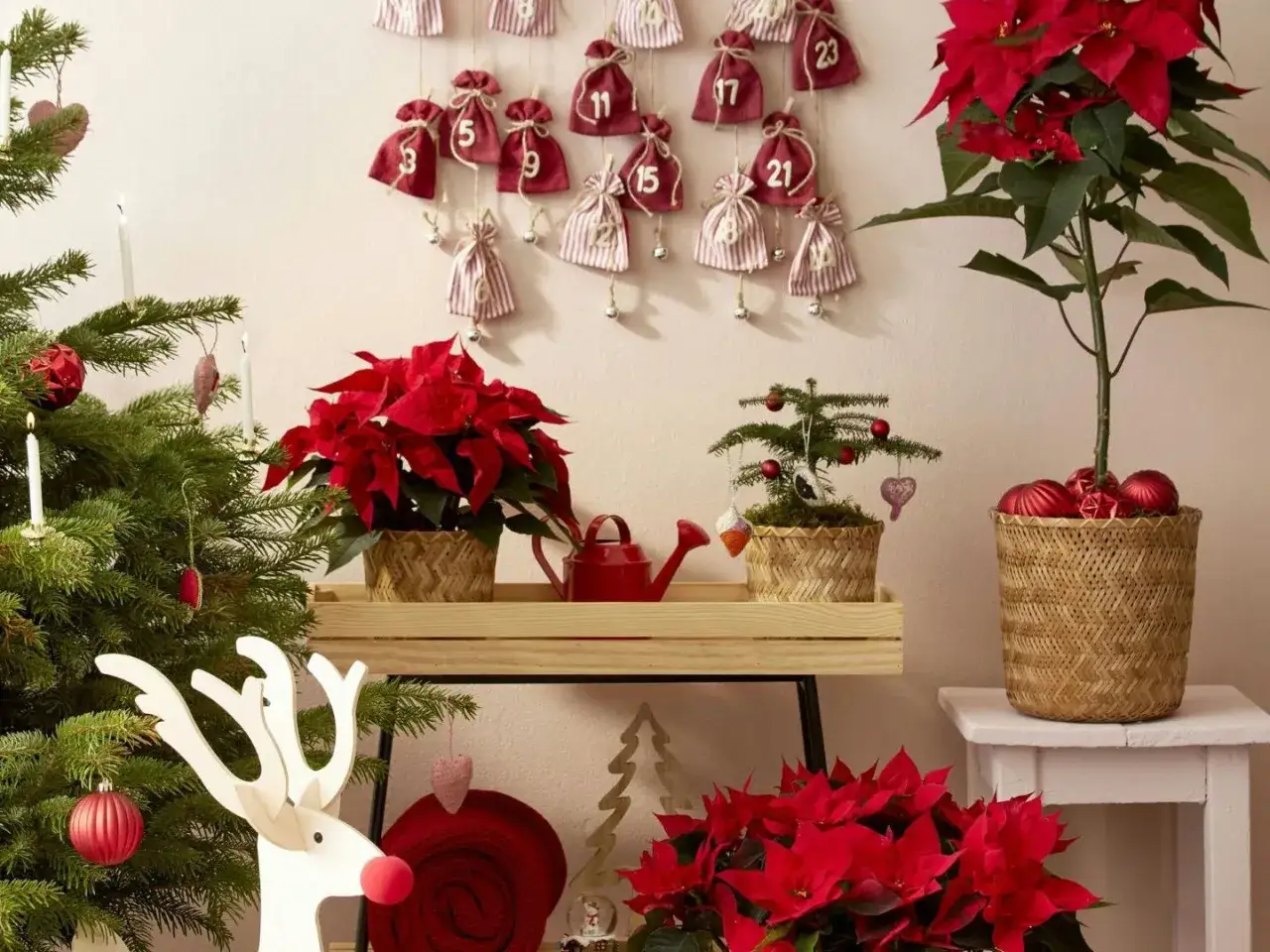 Adorno navide&ntilde;o con flores de pascua rojas, &aacute;rbol de Navidad y calendario de adviento.