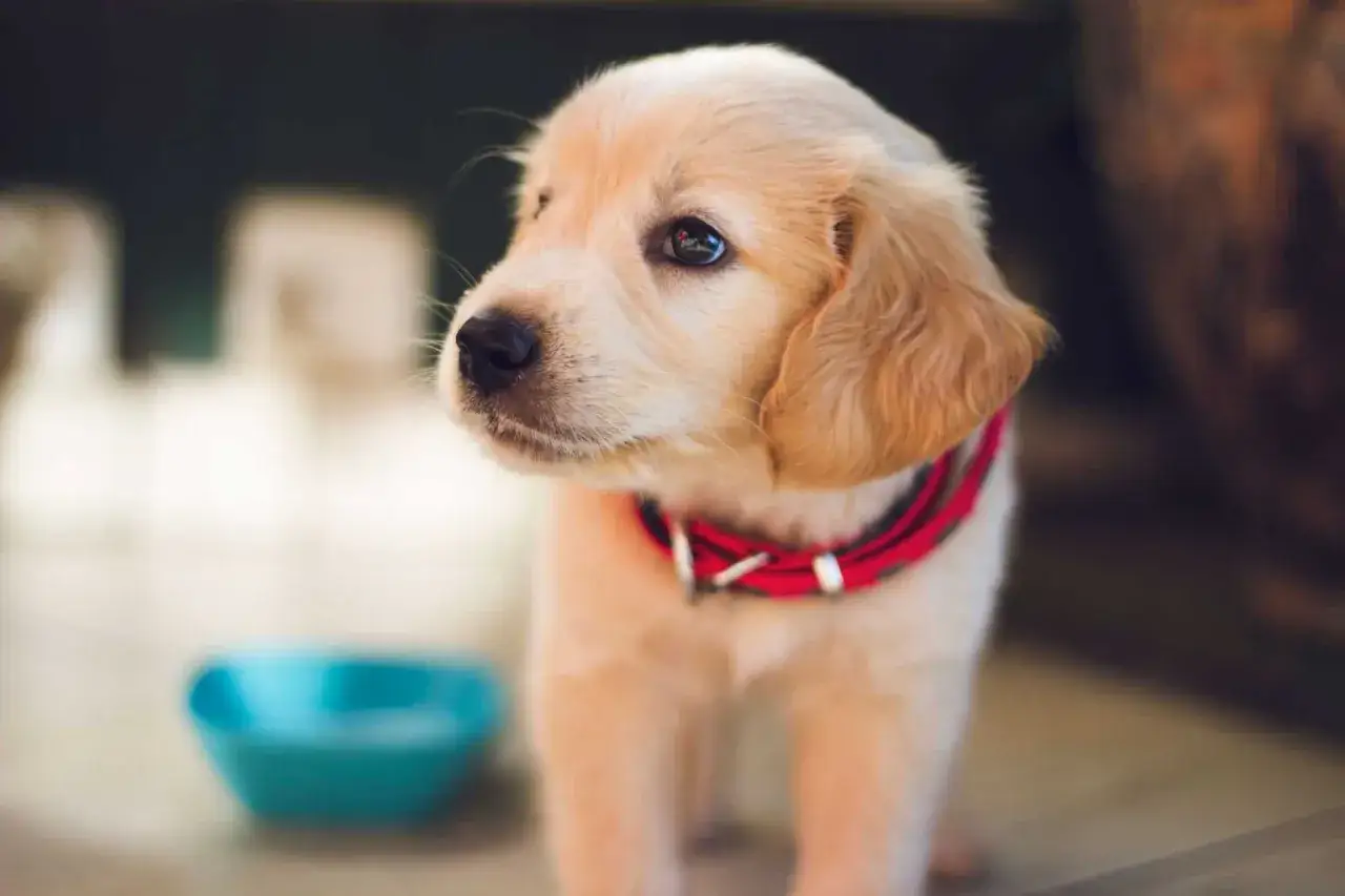 Dolce cucciolo di Golden Retriever con collare rosso, vicino a una ciotola blu, ma questo cane non beve.