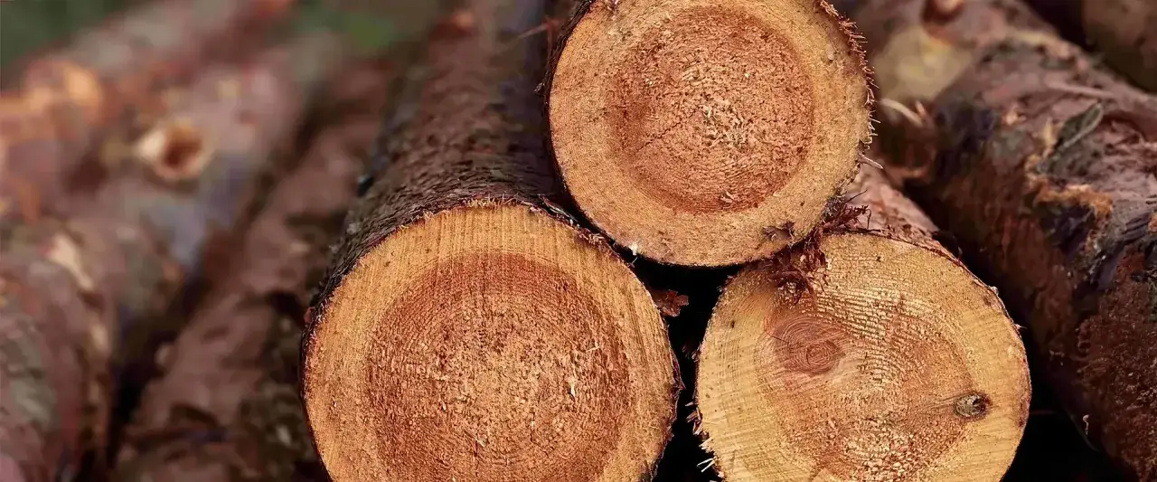 Troncos apilados de madera con&iacute;fera, mostrando sus anillos de crecimiento y corteza rugosa.