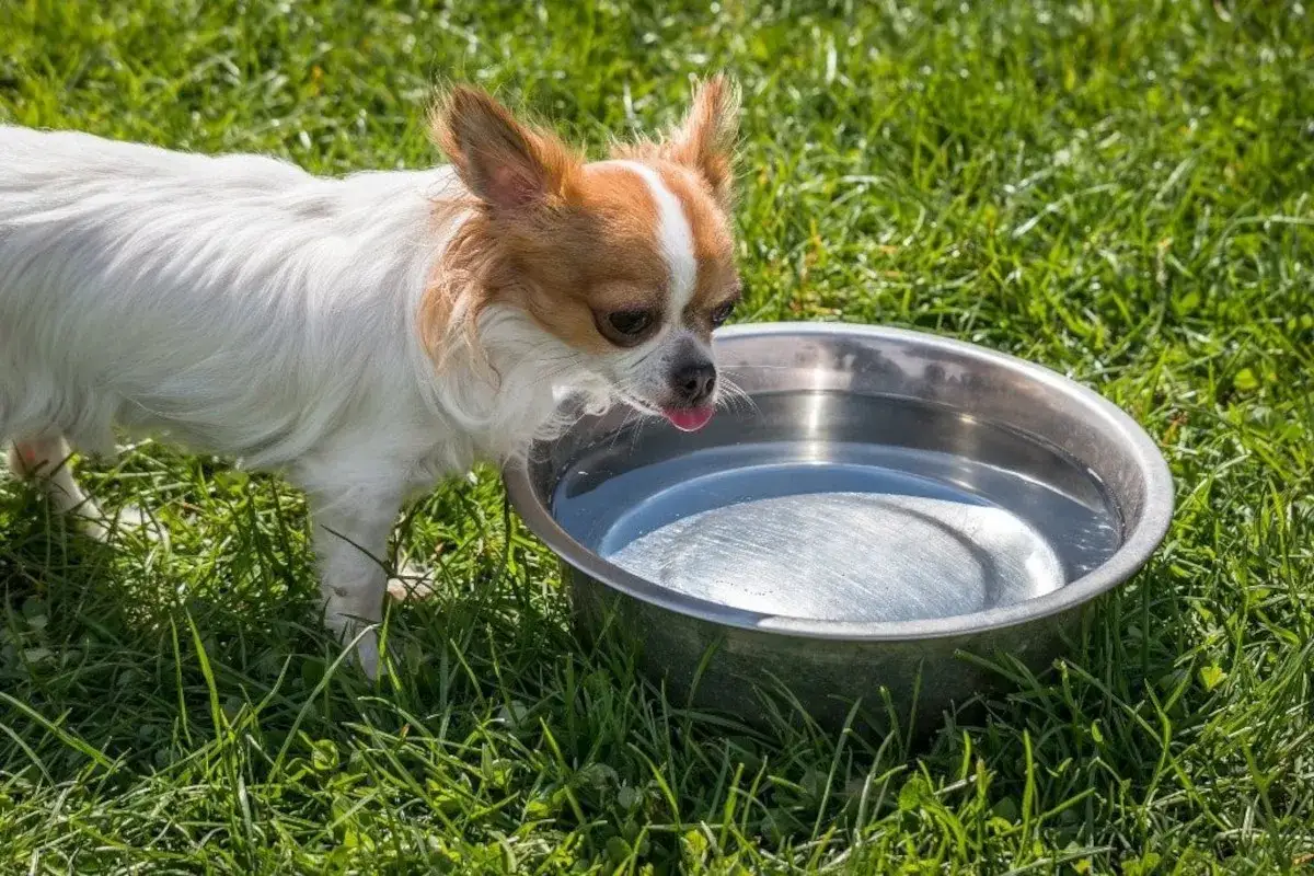 Petit chien blanc et roux, mon chien boit beaucoup dans sa gamelle d'eau sur l'herbe verte par une journée ensoleillée.