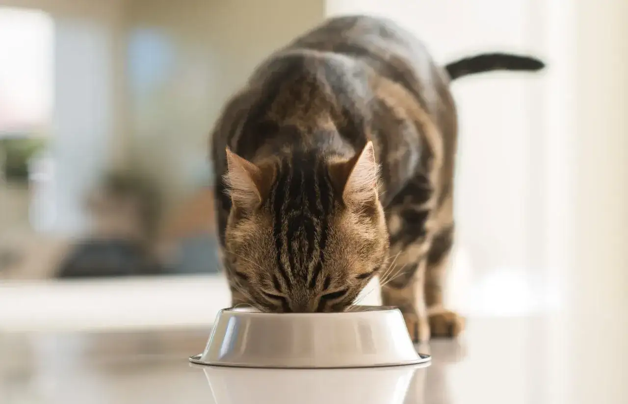 Gato atigrado comiendo felizmente su comida casera para gatos.
