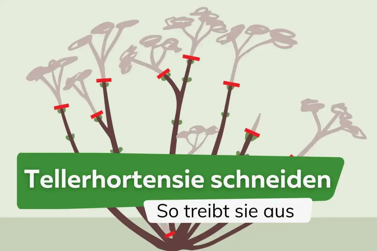 Schnittstellen an Zweigen zeigen, wie man eine Tellerhortensie pflegt, damit sie neu austreibt.