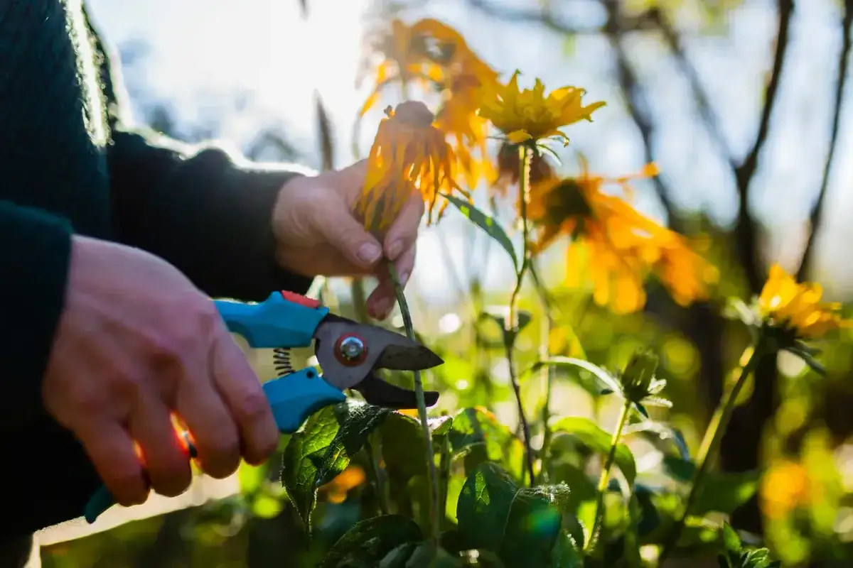 Hände schneiden mit einer Gartenschere einen verwelkten Sonnenhut. Die gelben Blüten sind im Gegenlicht zu sehen.