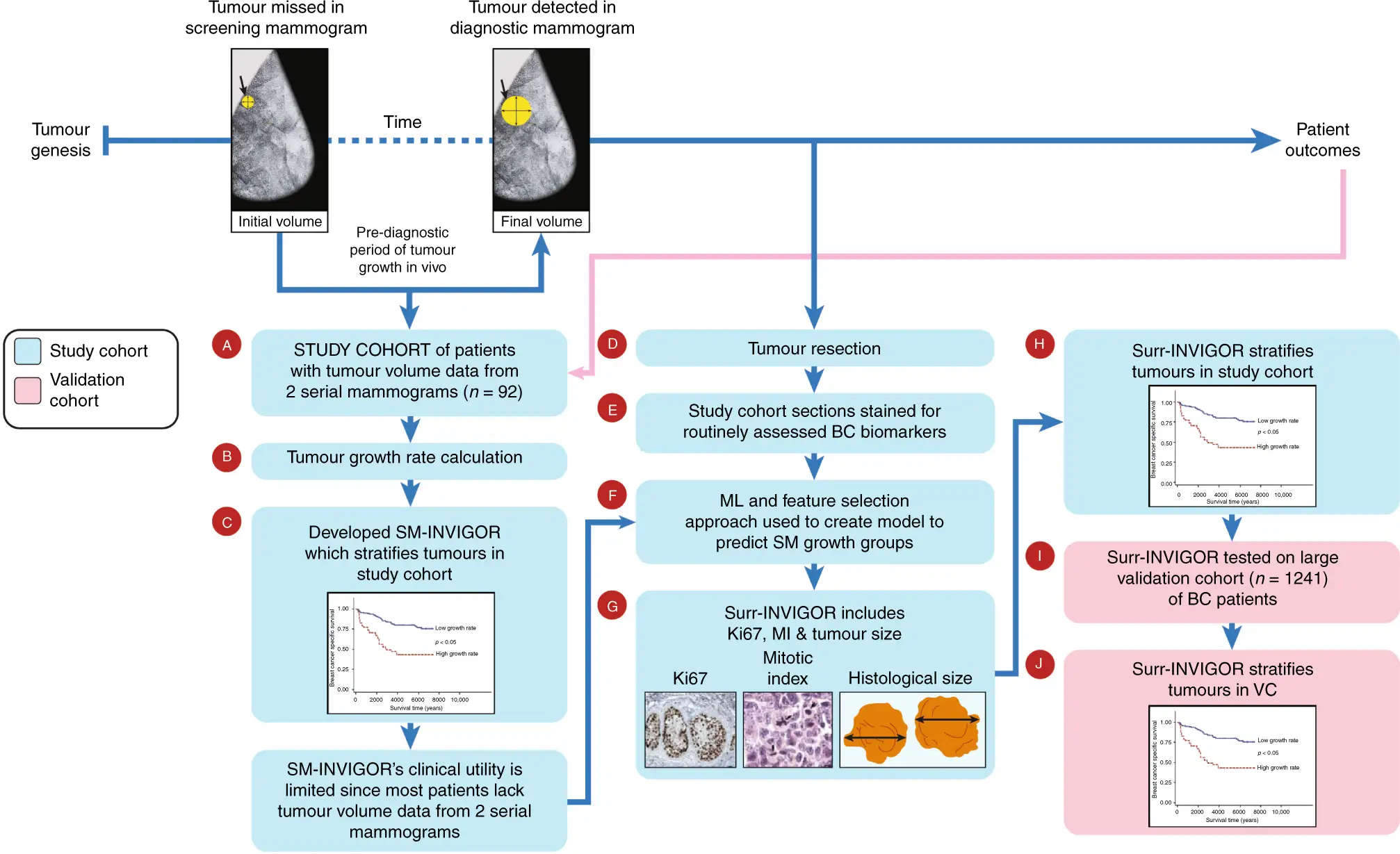 Flussdiagramm zeigt, wie schnell sich Brustkrebs entwickelt. Es vergleicht Tumore, die bei Mammographien übersehen wurden, mit denen, die entdeckt wurden, und analysiert Wachstumsraten.