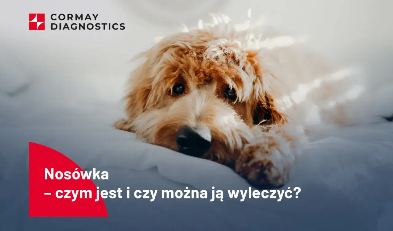 Osowiały pies leży na białym tle. Tekst informuje o nosówce i możliwości jej wyleczenia.