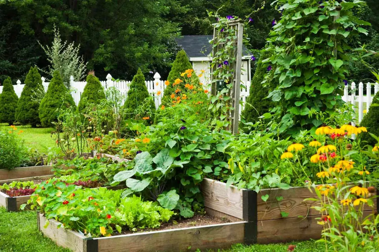 Jardin potager luxuriant avec des légumes mi ombre, des fleurs jaunes éclatantes et des haricots grimpants sur un treillage.
