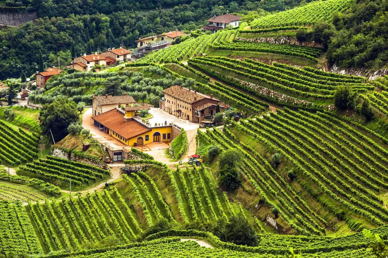 Vingårdar i Valpolicella breder ut sig i böljande gröna terrasser, med rustika hus och olivträd.