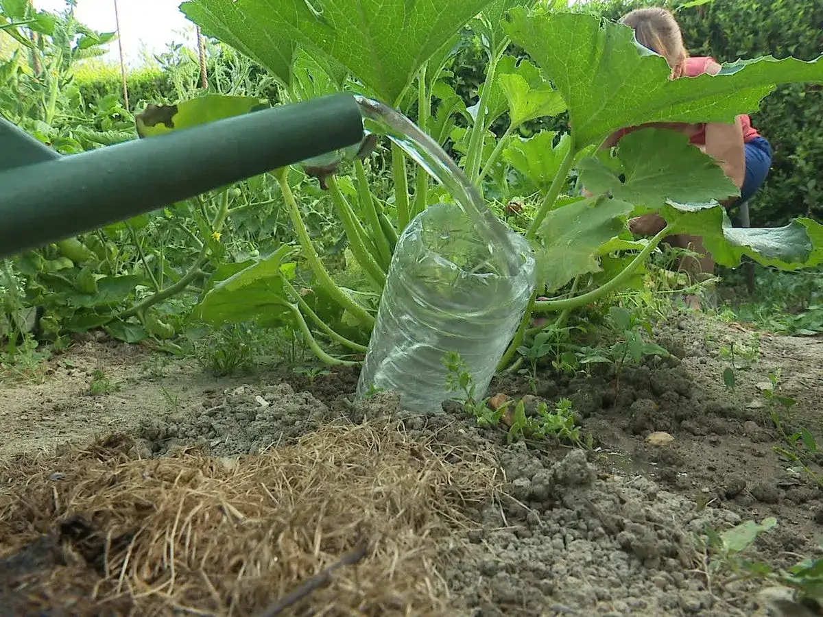 Arrosage des salades avec une bouteille en plastique coupée, une personne en arrière-plan.