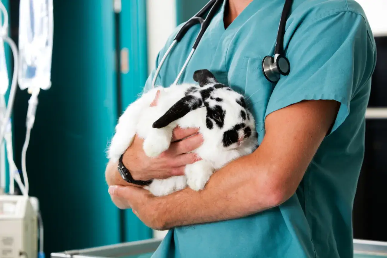 Tierarzt h&auml;lt ein Kaninchen, das vielleicht Traumeel ben&ouml;tigt.