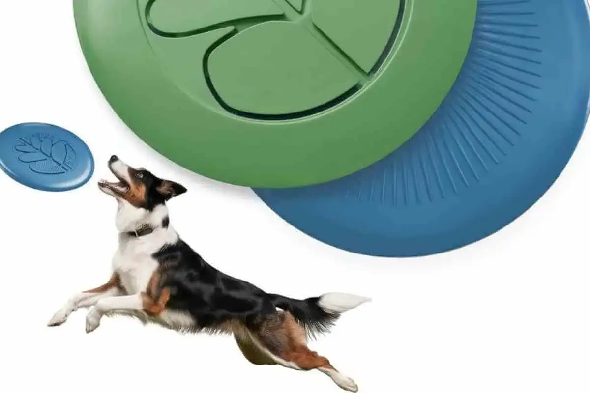 Chien destructeur que faire ? Ce chien agile saute pour attraper un frisbee bleu, avec des frisbees verts et bleus en arrière-plan.