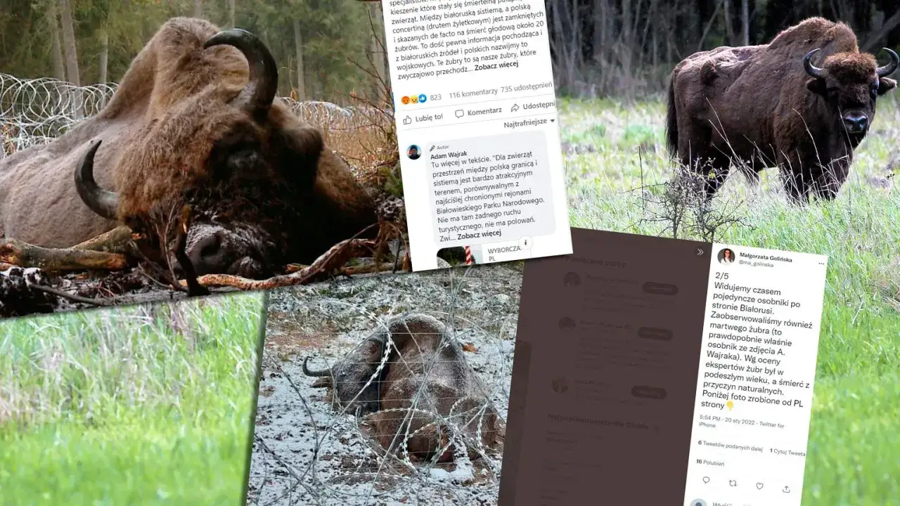 Żubr leżący przy płocie z drutu kolczastego, który graniczy z Białorusią. Obok zdjęcie innego żubra na łące.