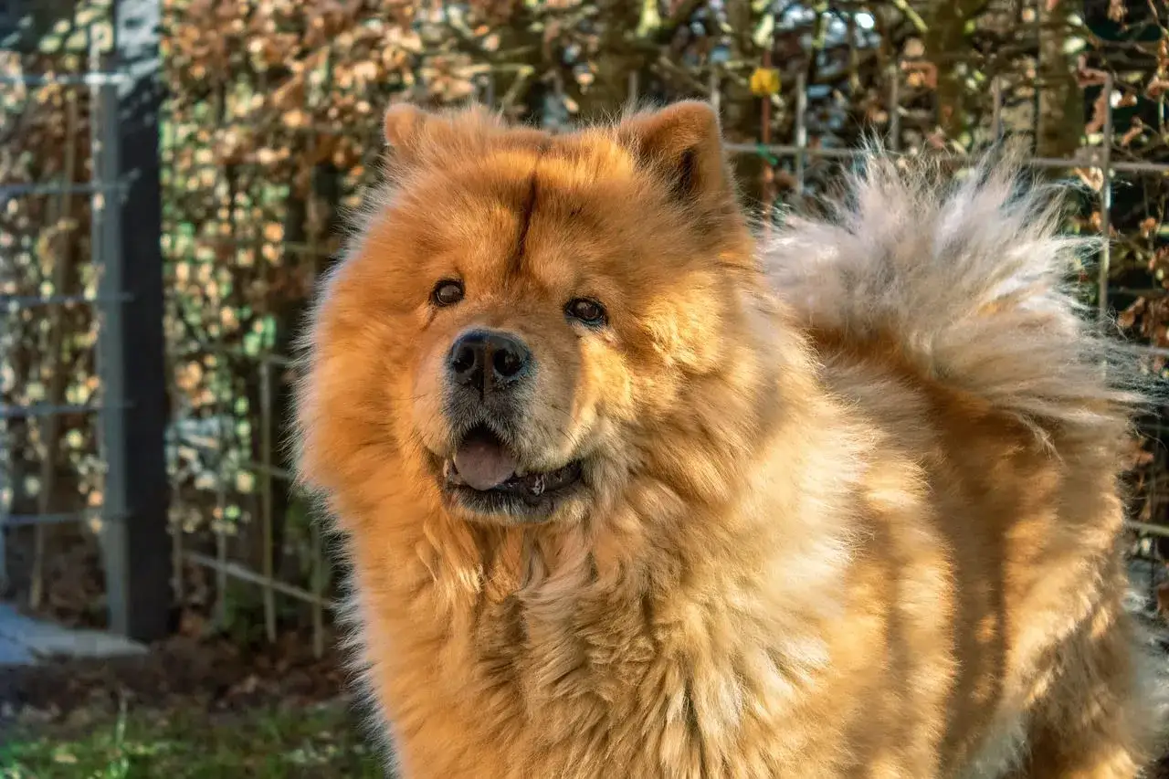 Un adorable chow chow à la fourrure dorée, le regard curieux, se tient dehors, prêt pour une aventure.