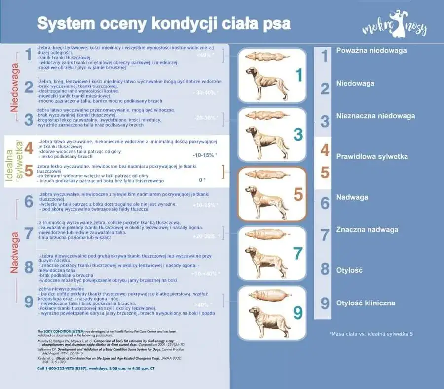 Pies z nadwagą i pies w idealnej kondycji
