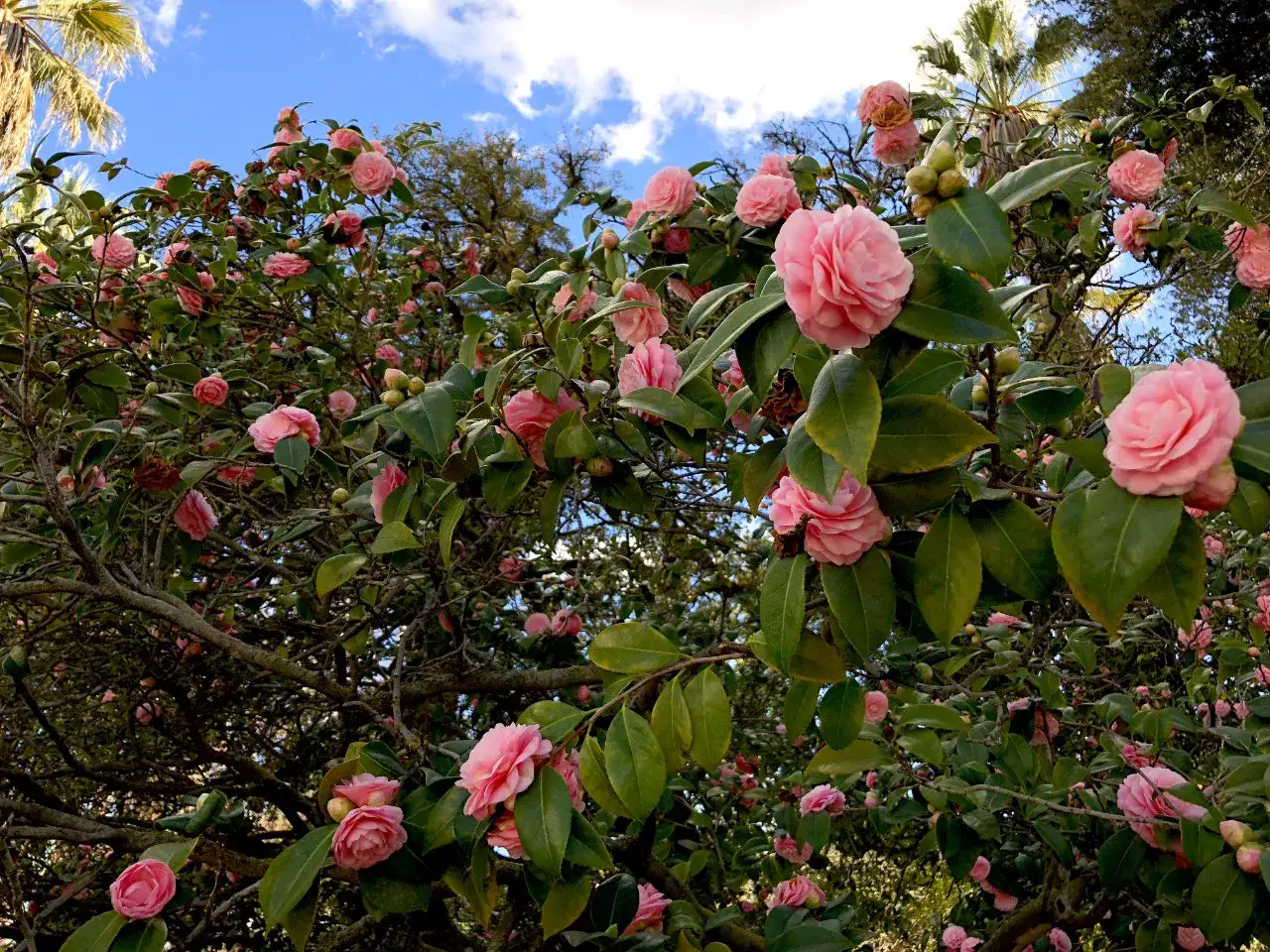 Árbol repleto de flores de distintos tipos de camelias rosadas, con hojas verdes y un cielo azul con nubes.