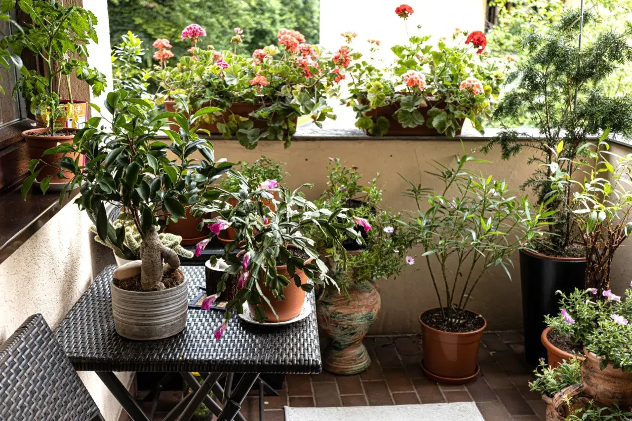Balkon voller bl&uuml;hender Pflanzen, die viel Sonne vertragen. Geranien, Kakteen und andere gr&uuml;ne Sch&ouml;nheiten gedeihen pr&auml;chtig.