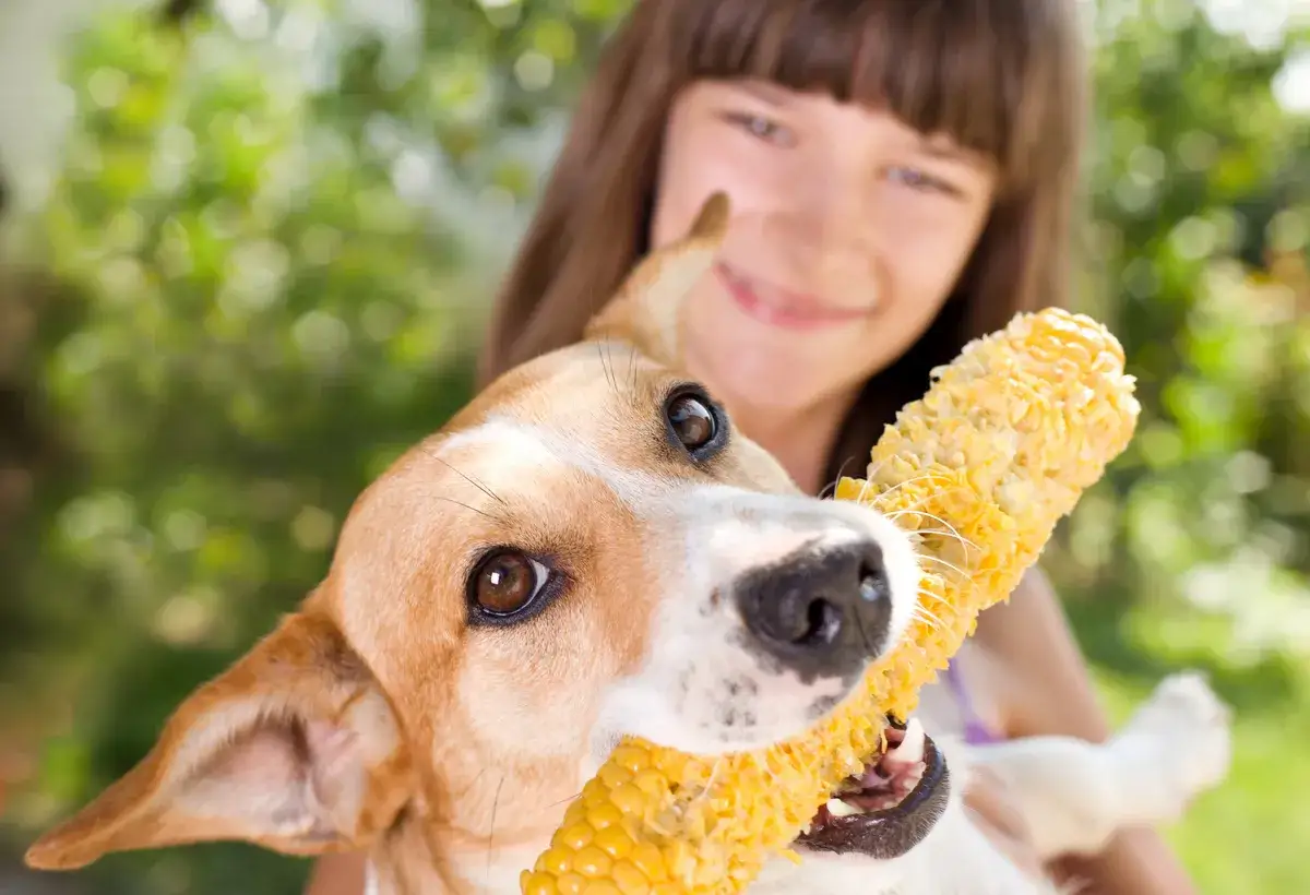 Ein Hund kaut gen&uuml;sslich auf einem Maiskolben, w&auml;hrend ein M&auml;dchen im Hintergrund l&auml;chelt.