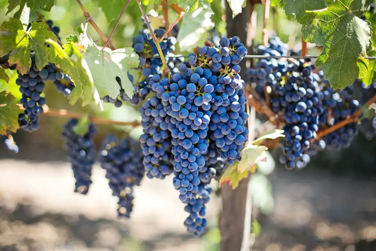 Reife, dunkelblaue Trauben hängen an einem Rebstock. Diese rotwein rebsorten sind bereit für die Ernte.
