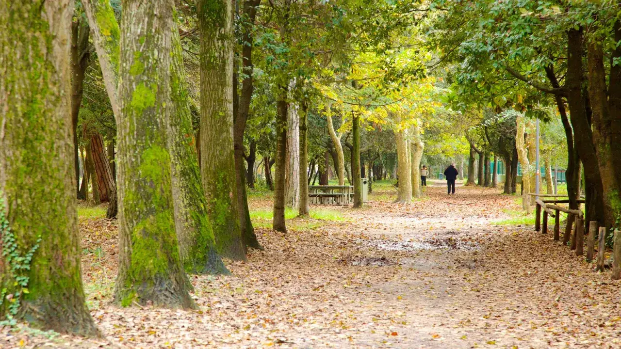 Sentiero autunnale nella pineta di Levante, con foglie cadute e due persone che passeggiano tra gli alberi muschiosi.