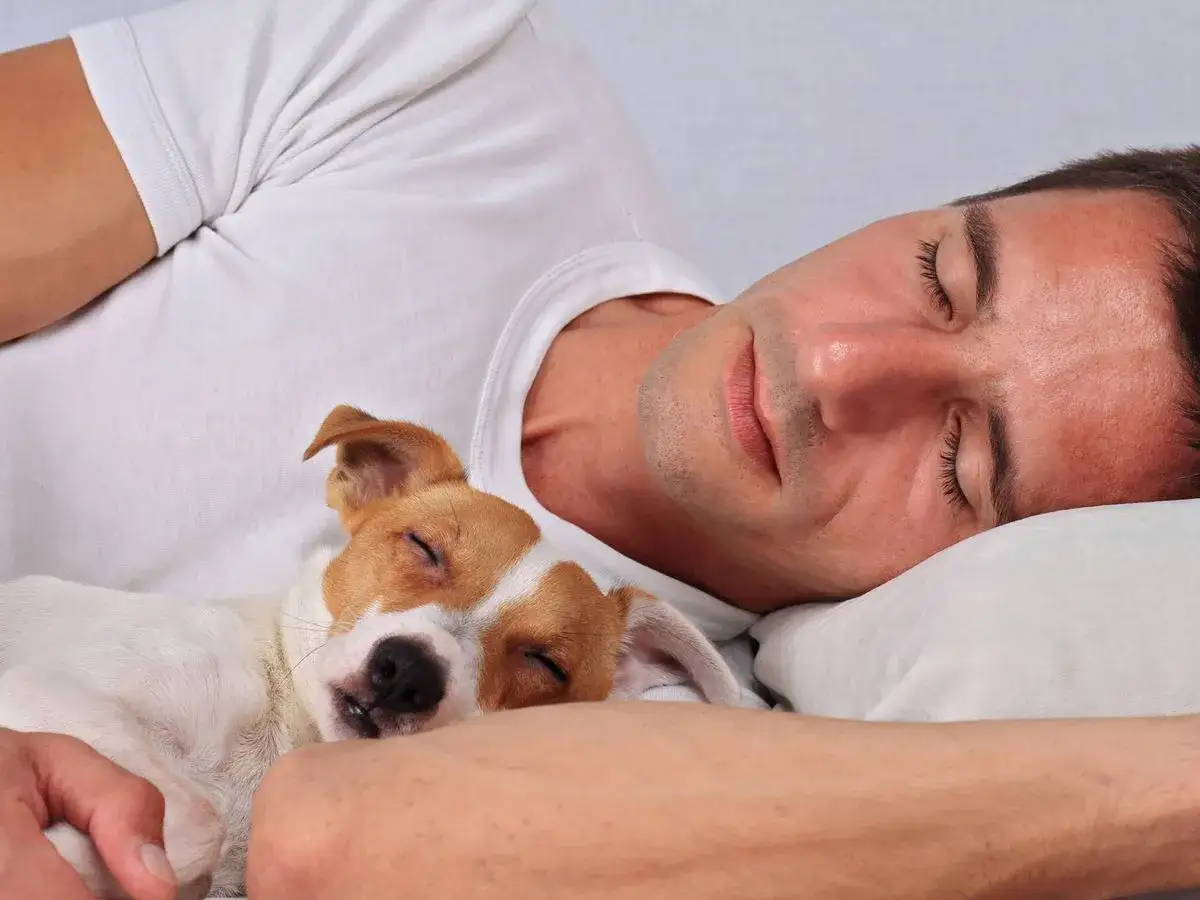 Un hombre y su perro duermen abrazados. El perro, con su pelaje blanco y marr&oacute;n, descansa pl&aacute;cidamente sobre el pecho del hombre. Es la imagen perfecta de por qu&eacute; mi perro duerme pegado a m&iacute;: puro amor y confianza.