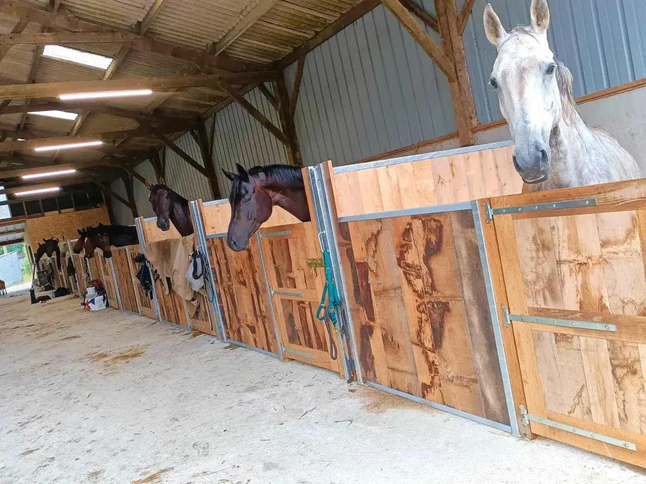 Cheval blanc et chevaux bruns dans des box en bois, offrant un hébergement chevaux confortable et sécurisé.