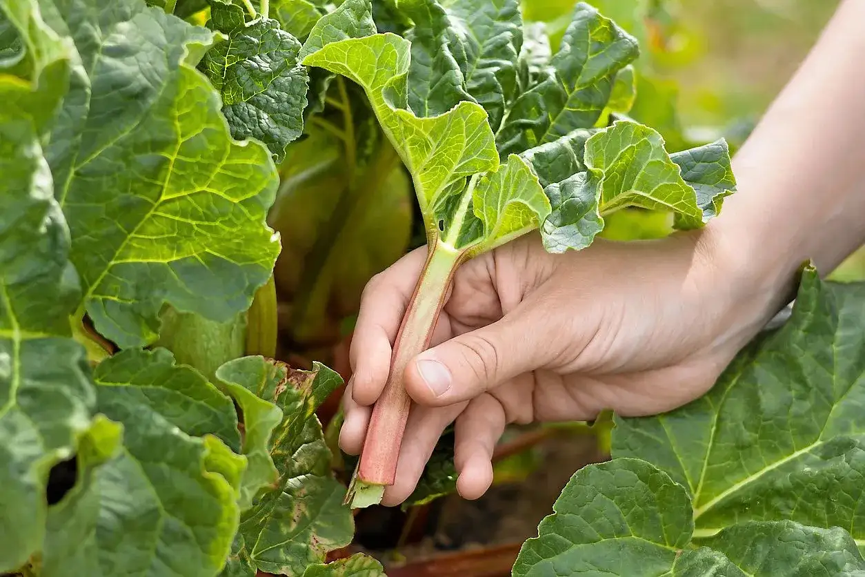 En hand plockar en stj&auml;lk av rheum rhabarbarum bland stora gr&ouml;na blad.