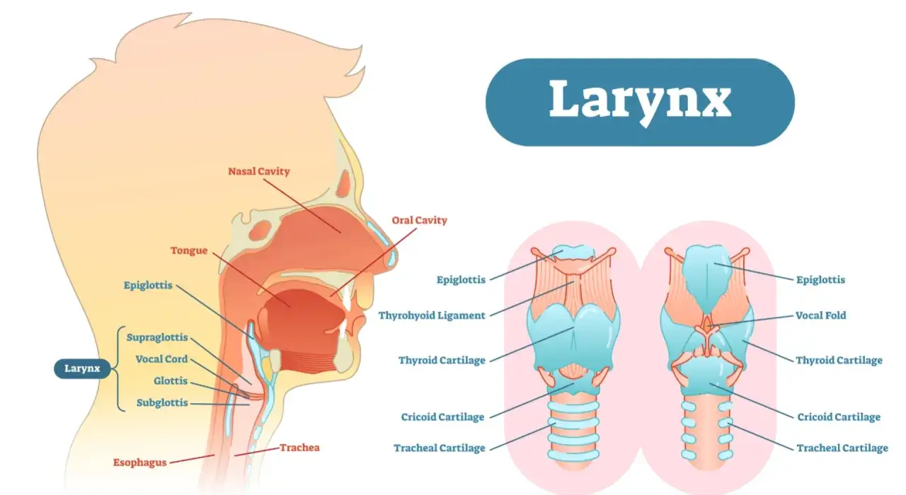 Anatomia krtani, w tym nagłośni, strun głosowych i chrząstek. Ilustracja pokazuje, jak nagłośnia chroni przed zadławieniem, co jest kluczowe w zapobieganiu ropień nagłośni.