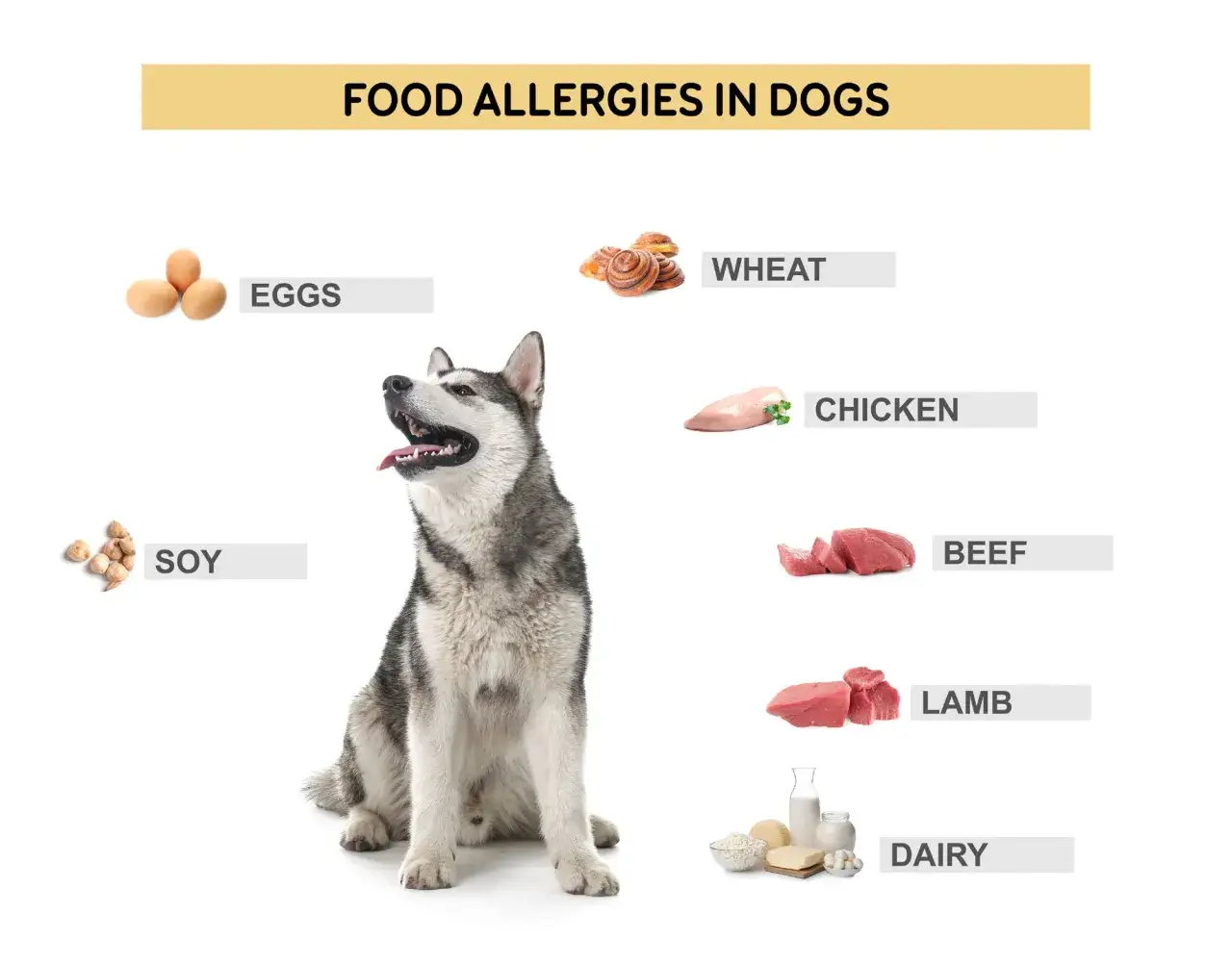 pies z alergią, różne rodzaje alergii u psa infografika