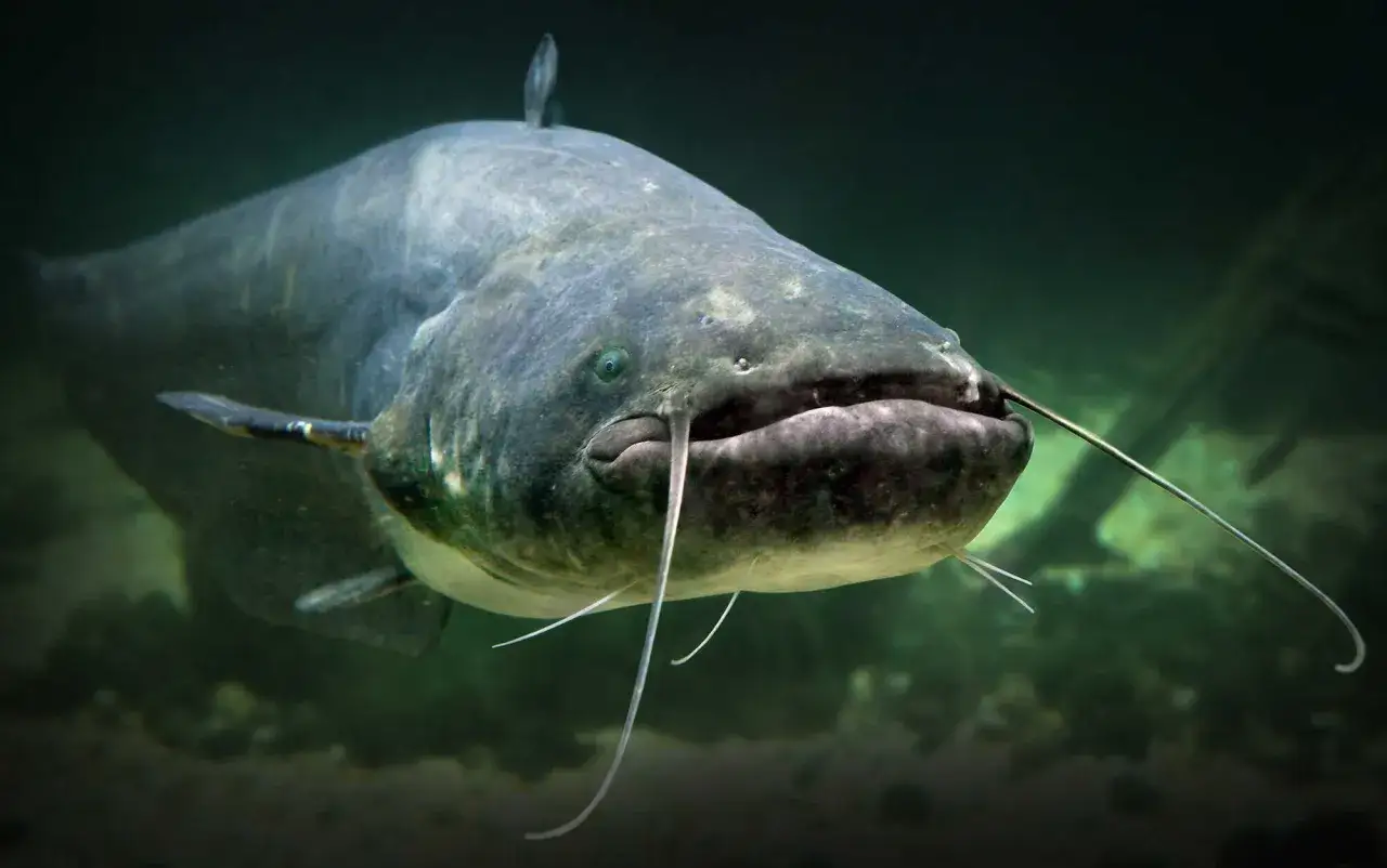 Ein großer Wels mit seinen charakteristischen Barteln schwimmt im trüben Wasser. Seine schuppenlose Haut schimmert im gedämpften Licht.