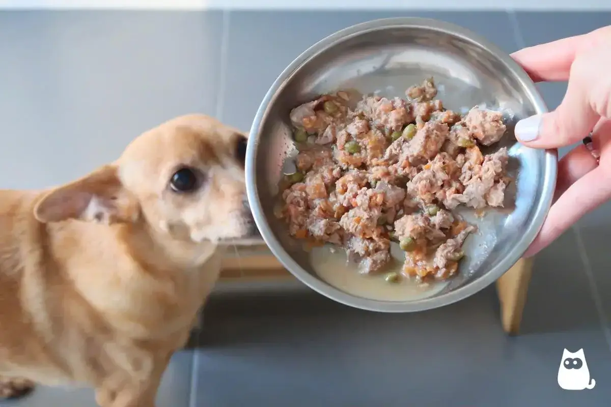 Un perro mira con inter&eacute;s un plato de comida casera, parte de las recetas para perros que le preparan.