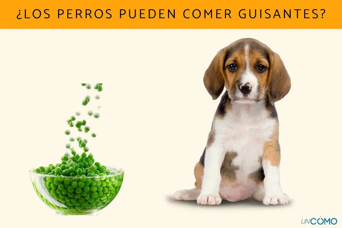 Un cachorro beagle mira un tazón lleno de guisantes, sugiriendo que los perros pueden comer guisantes.