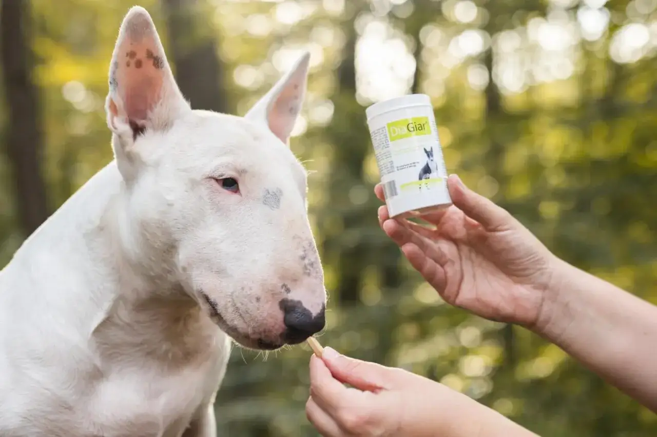 Biały bull terrier przyjmuje smakołyk, podczas gdy ręka trzyma opakowanie DiaGiar, sugerując pomoc w walce z giardią u psa.