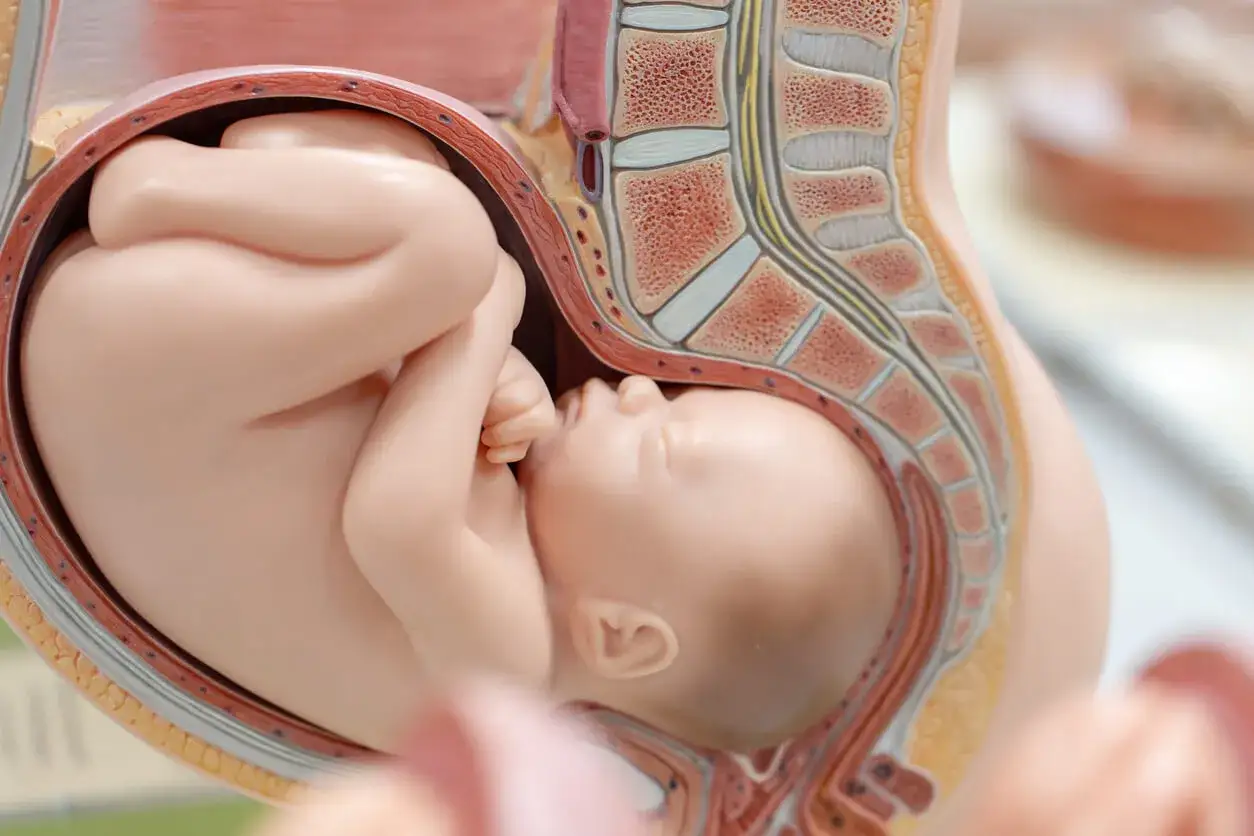 Modelo anat&oacute;mico de un barriga de beb&eacute; encajado en el &uacute;tero, mostrando el feto y la columna vertebral.
