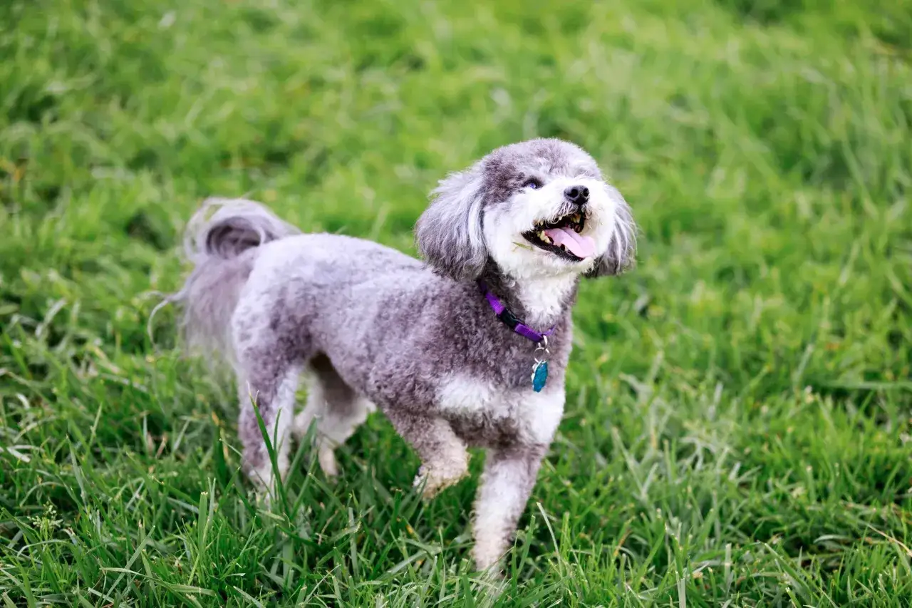 Ein fröhlicher Schnauzer Pudel Mix mit grauem Fell und einem lila Halsband rennt über eine grüne Wiese.
