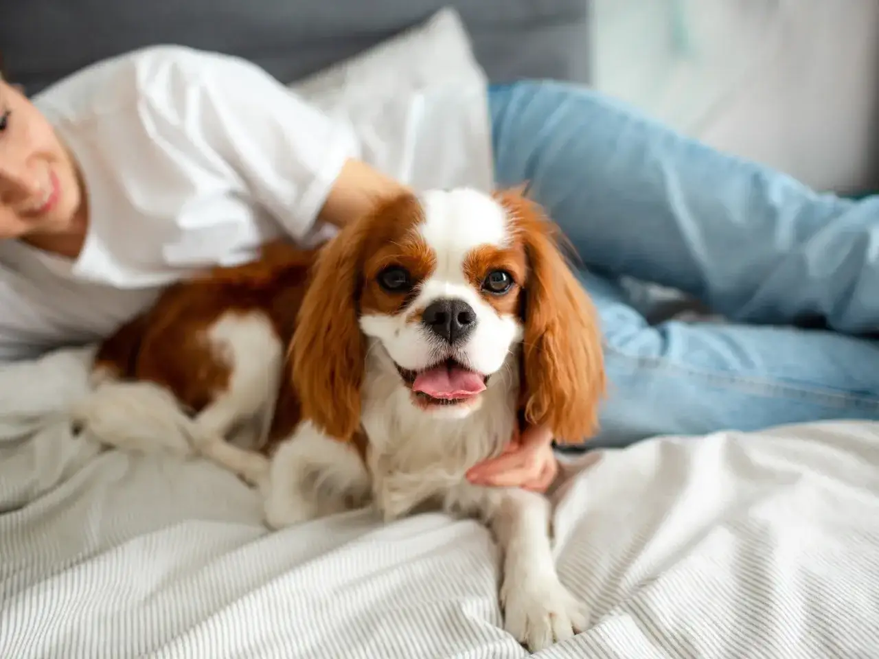 Uśmiechnięta osoba głaszcze jednego z małych psów rasy Cavalier King Charles Spaniel, leżącego na łóżku.